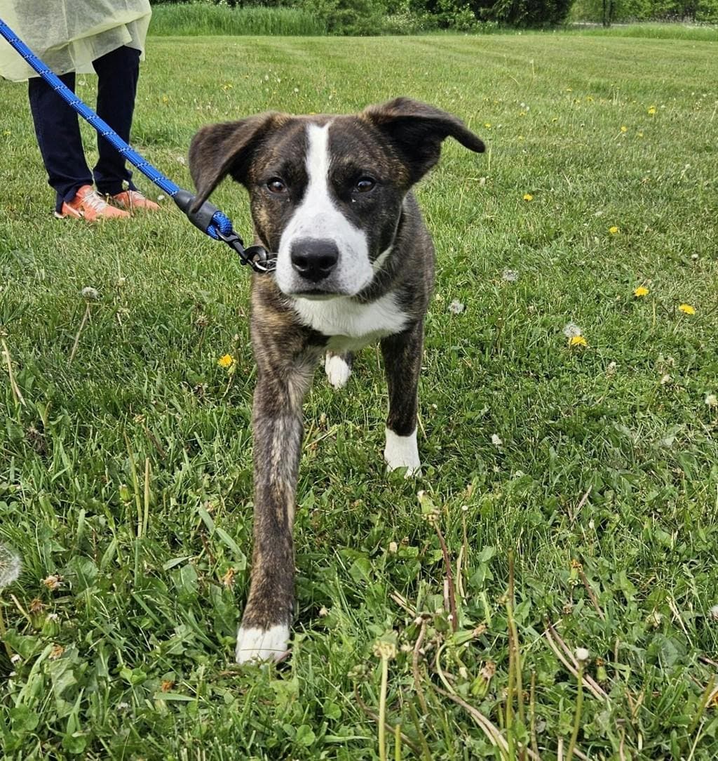 Jetson - Australian Cattledog available for adoption at Ontario SPCA (Ottawa Area) in Ottawa