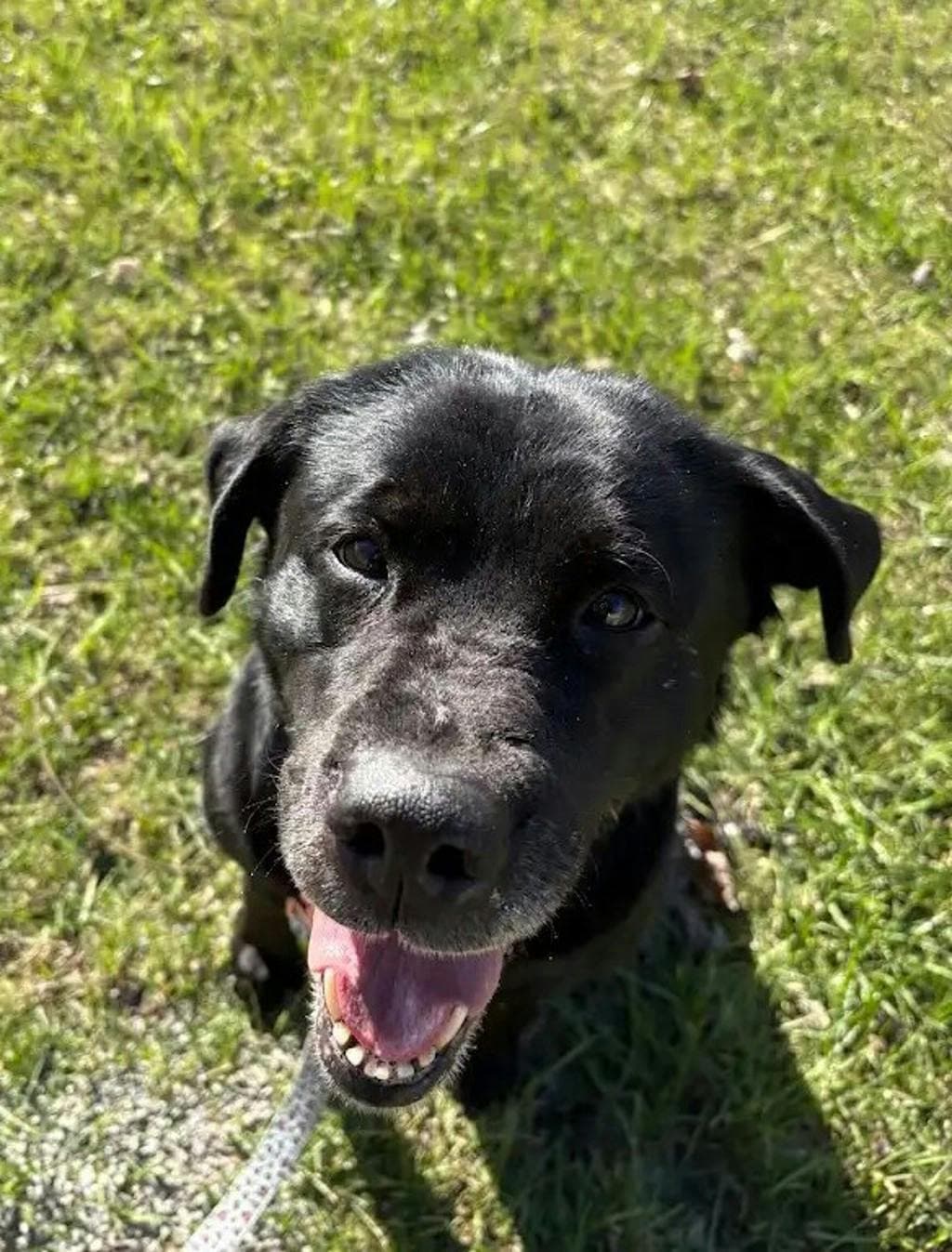 Daisy - Labrador Retriever available for adoption at Ontario SPCA (Central Ontario) in Ontario