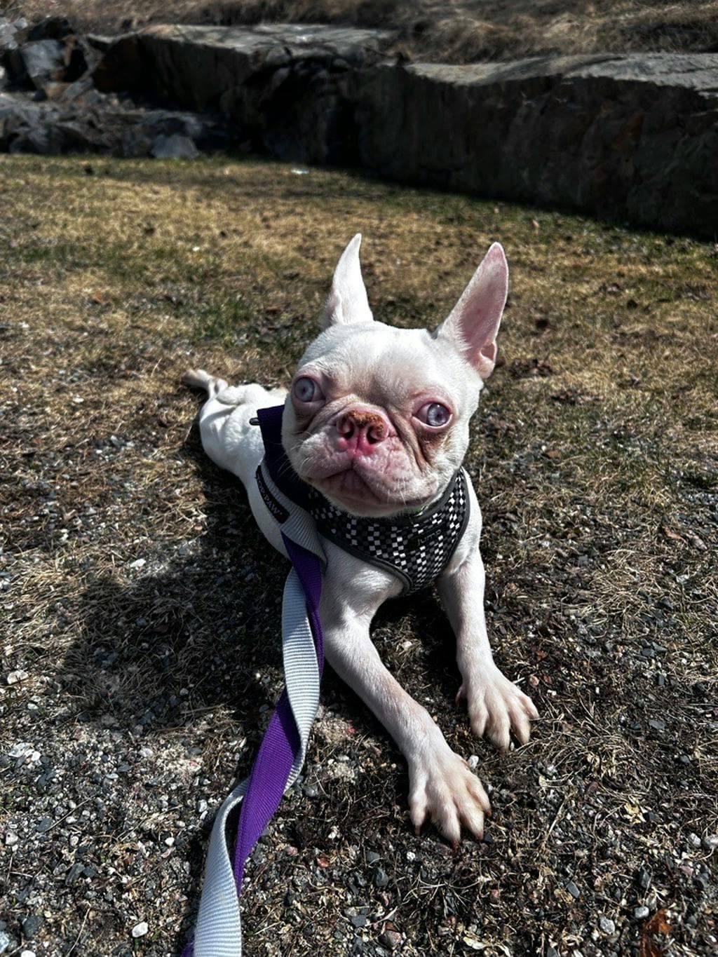 Dexter - Boston Terrier available for adoption at Ontario SPCA & Humane Society in Sudbury
