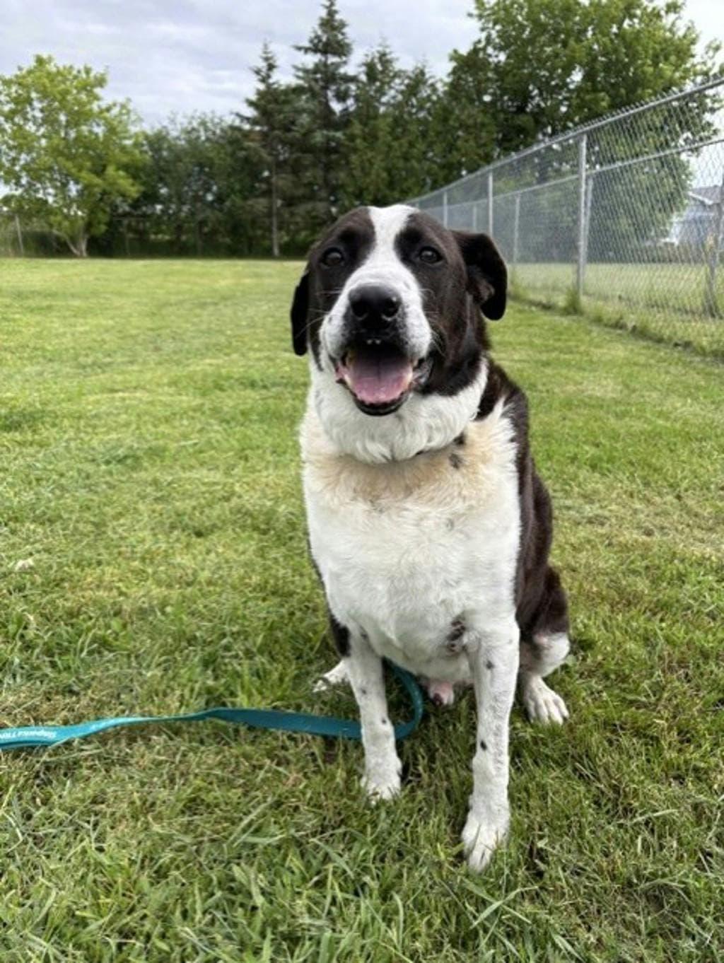 Cody - Labrador available for adoption in Calgary