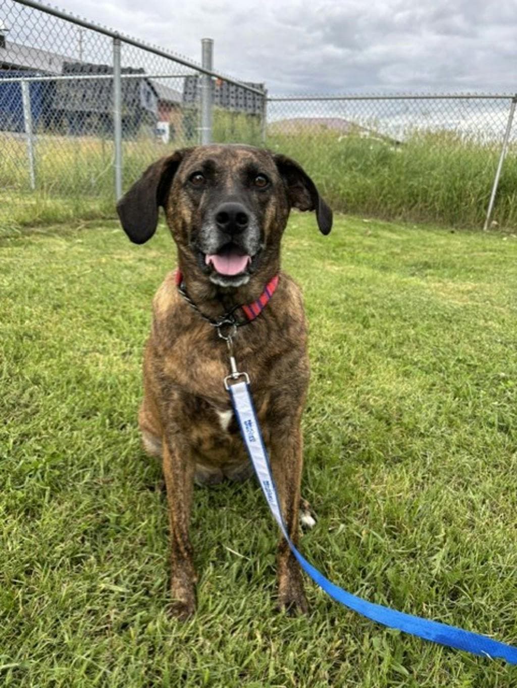 Rigby - Mixed Breed, Medium (up to 44 lbs fully grown) available for adoption in Calgary