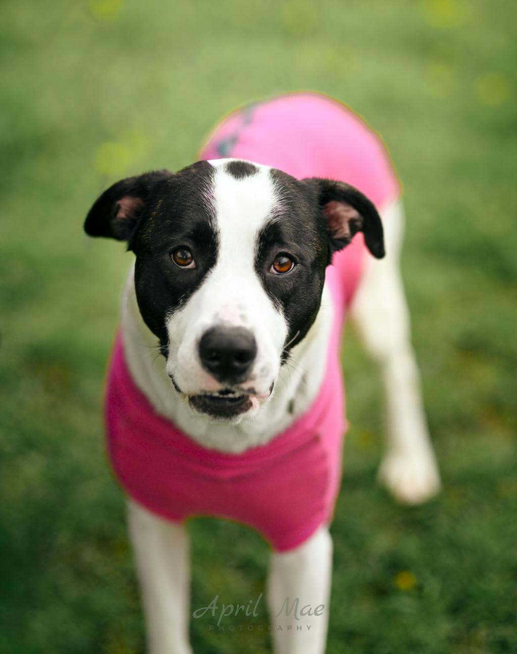 Bernadette - American Bulldog available for adoption at Ontario SPCA (Central Ontario) in Toronto