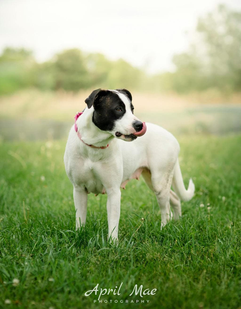Bernadette - American Bulldog available for adoption in Calgary