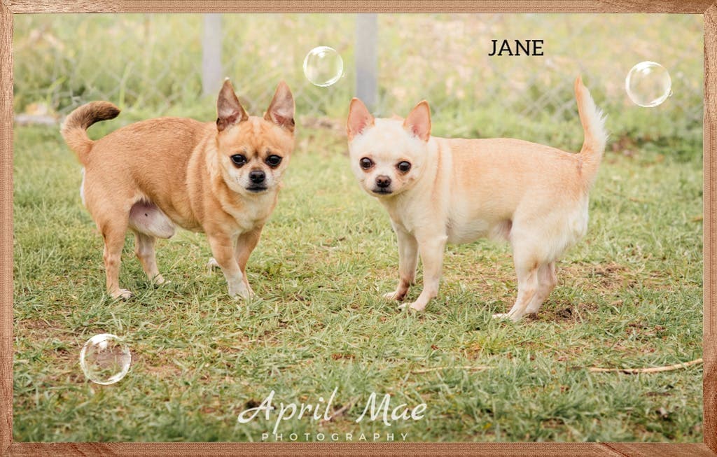 Jane - Chihuahua available for adoption at Ontario SPCA (Central Ontario) in Toronto