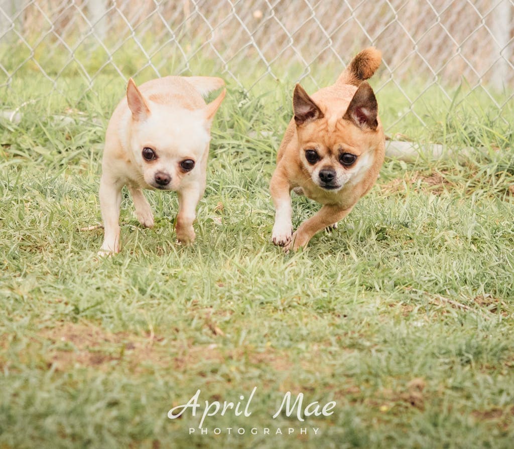 John - Chihuahua available for adoption at Ontario SPCA (Central Ontario) in Toronto