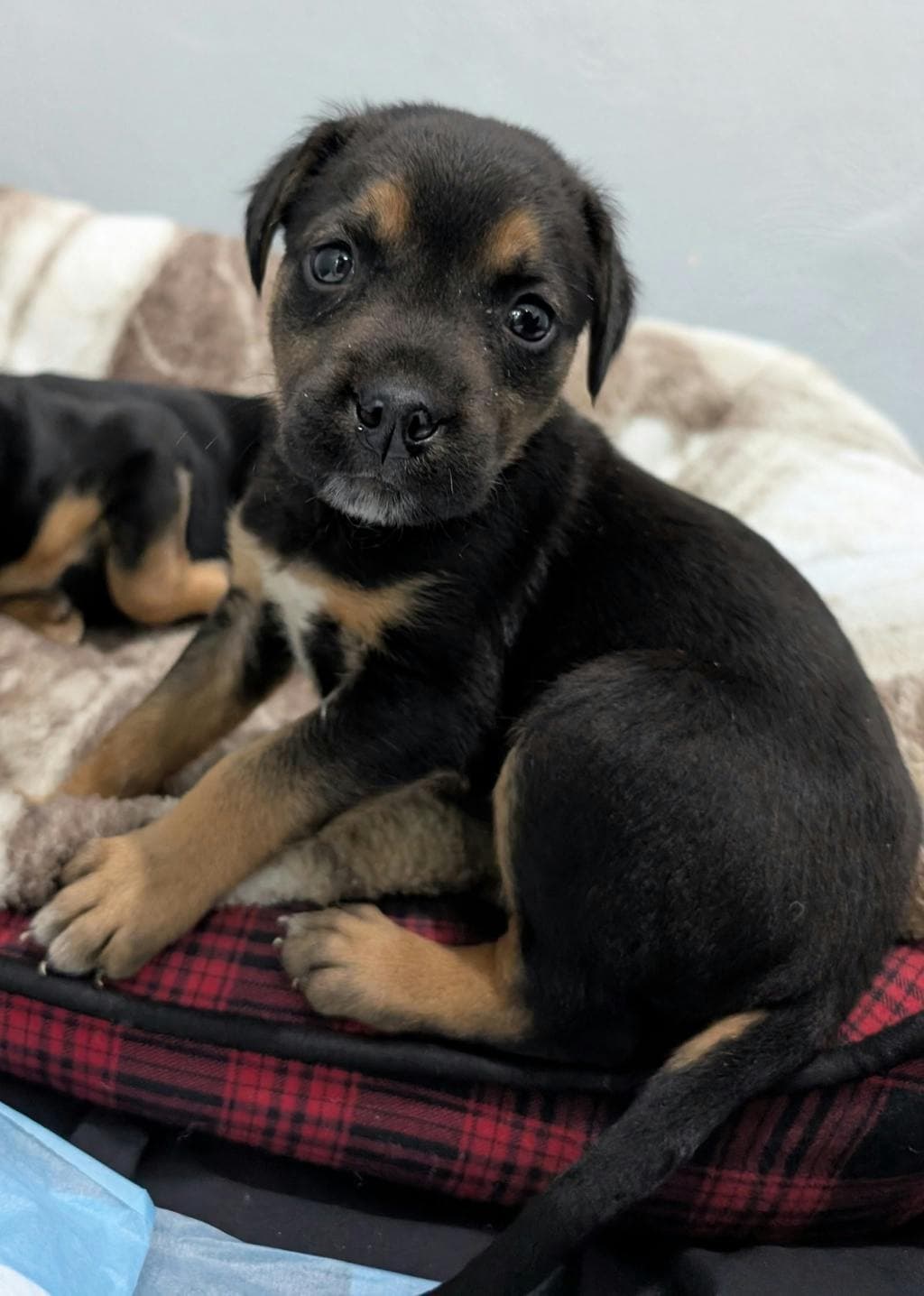 River - German Shepherd available for adoption at Ontario SPCA (Central Ontario) in Toronto