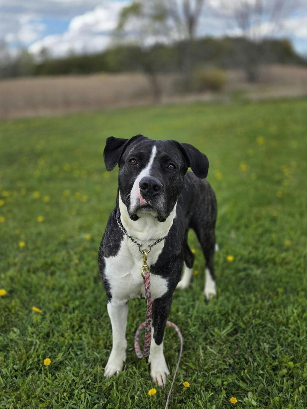 Taffy - American Bulldog available for adoption at Ontario SPCA (Toronto Area) in Ontario