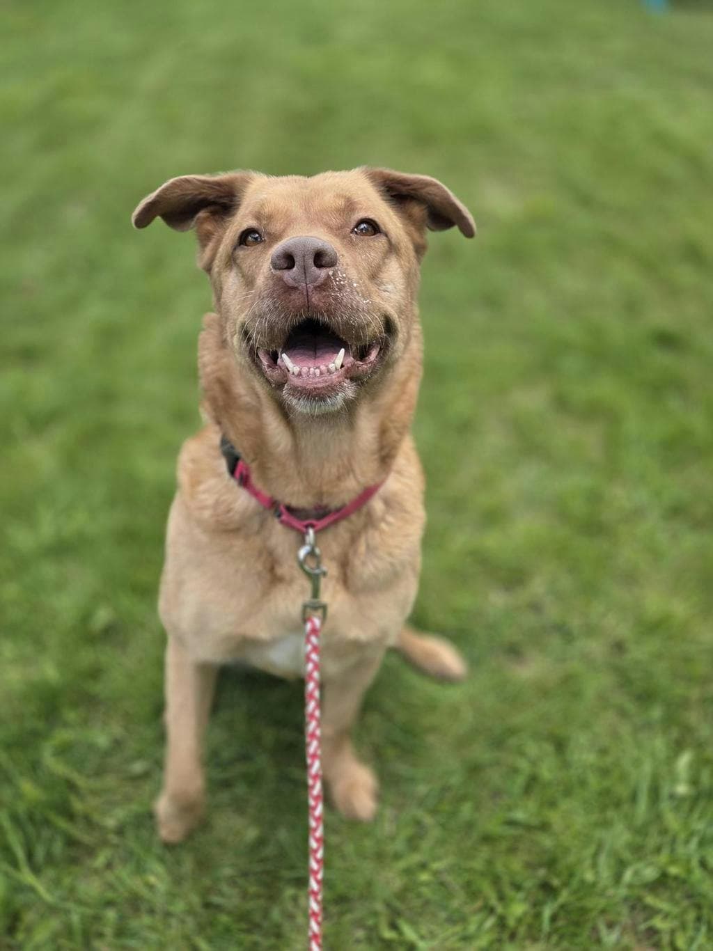 Cornbread - Labrador available for adoption at Ontario SPCA (Toronto Area) in Ontario
