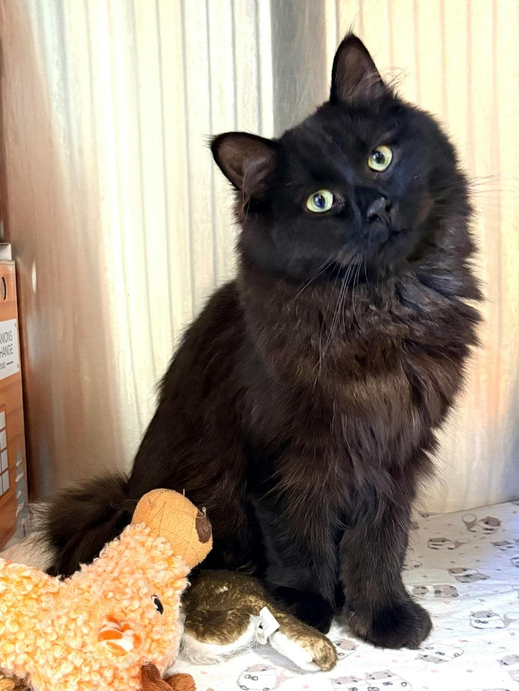 Mindy - Domestic Medium Hair cat available for adoption in Calgary
