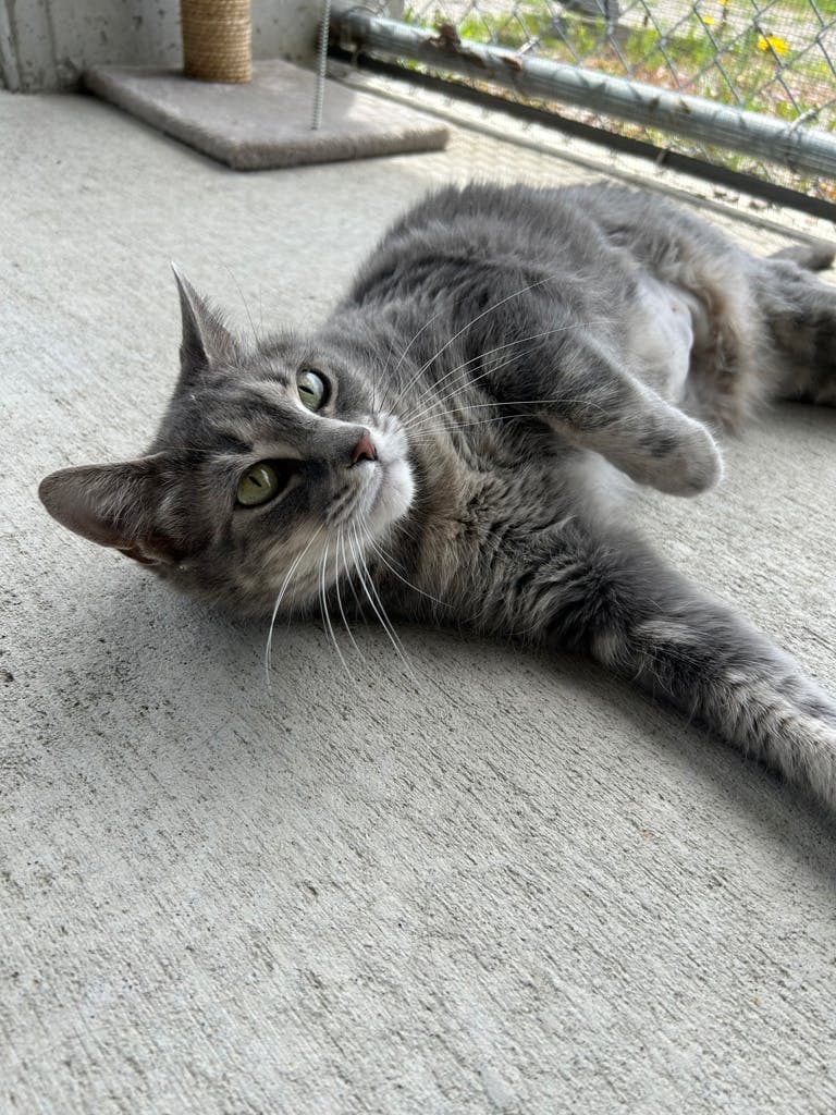 Smokey - Domestic Short Hair cat available for adoption in Calgary
