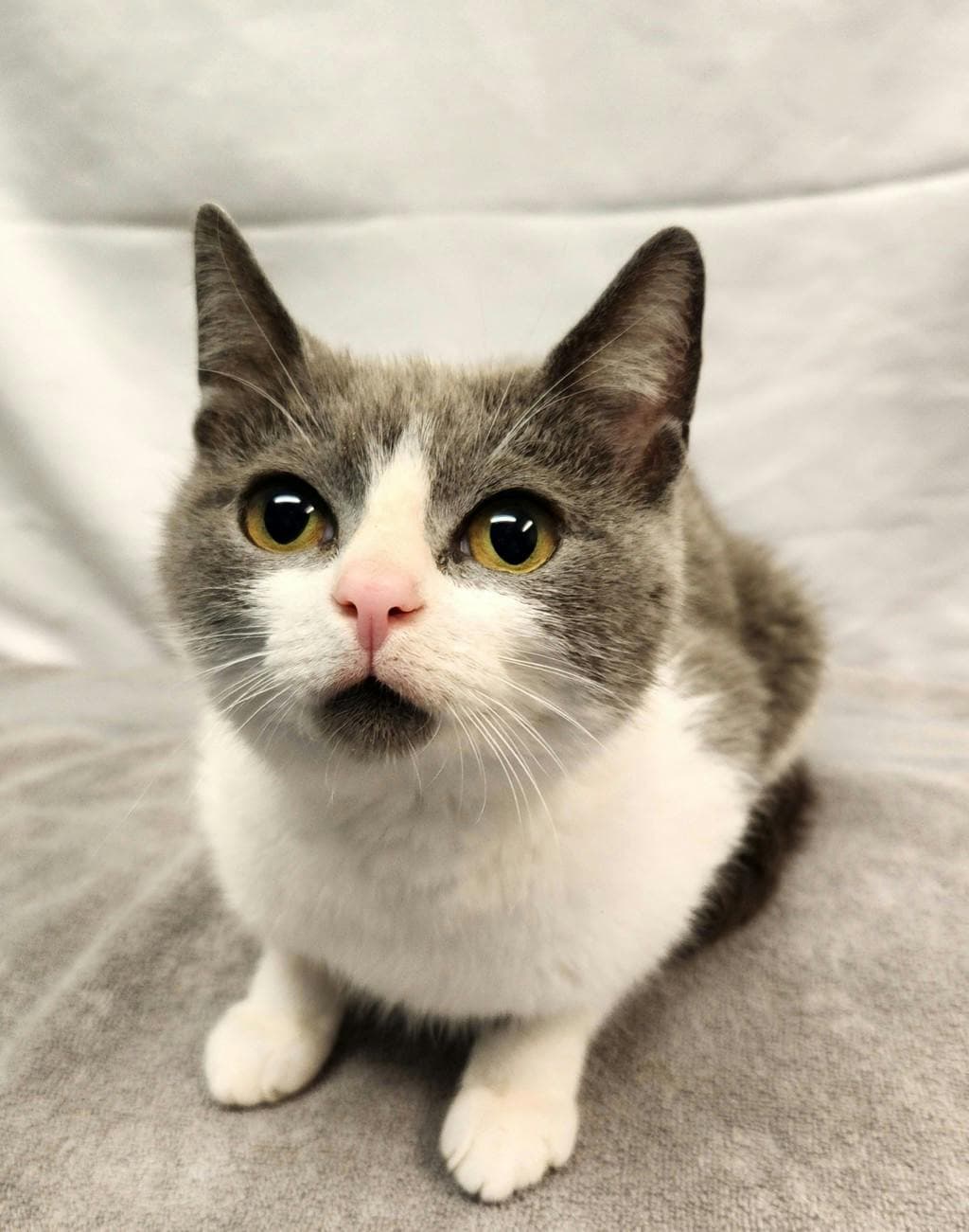 Renn - Domestic Short Hair cat available for adoption in Calgary
