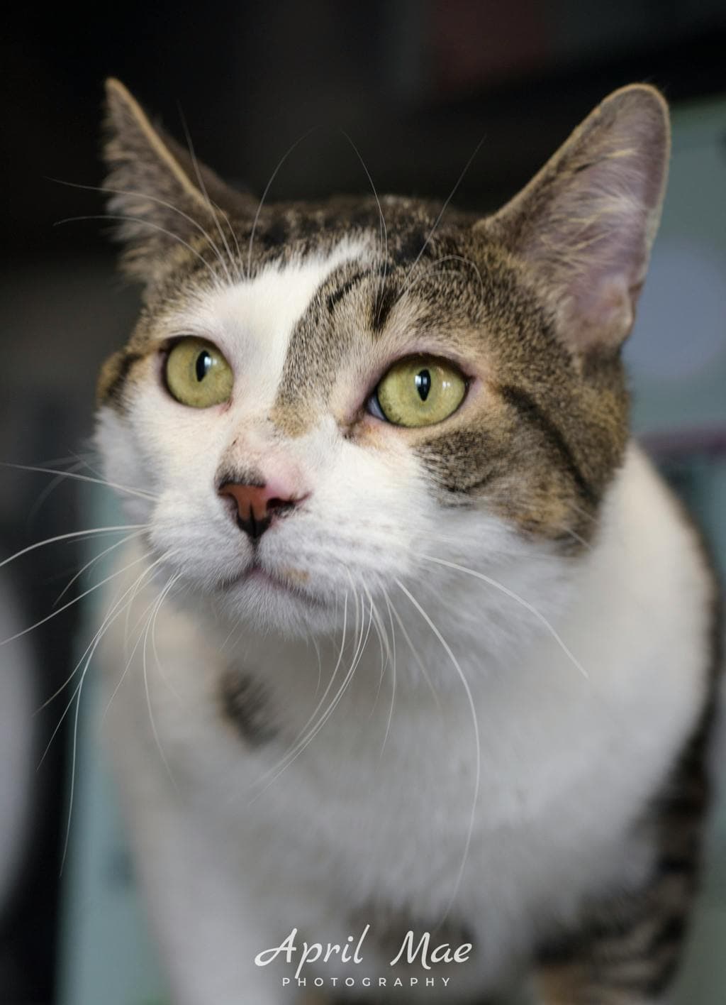 Sterling – Petsmart Orangeville - Domestic Short Hair cat available for adoption at Ontario SPCA (Central Ontario) in Ontario