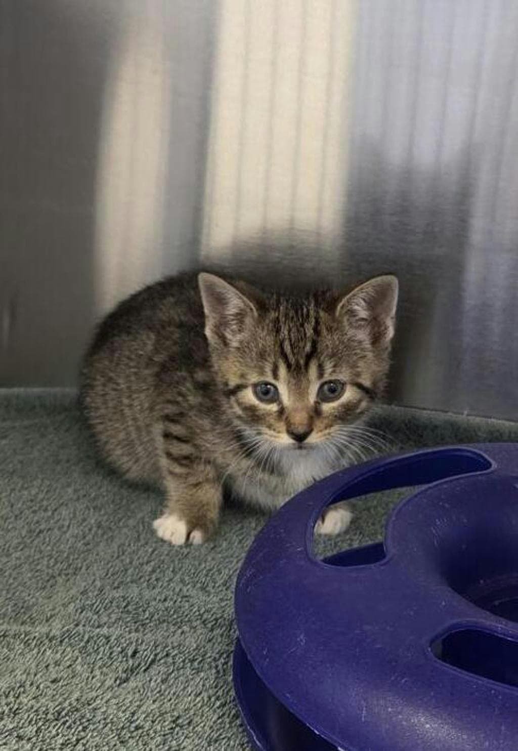 Pop - Domestic Short Hair cat available for adoption at Ontario SPCA (Toronto Area) in Ontario