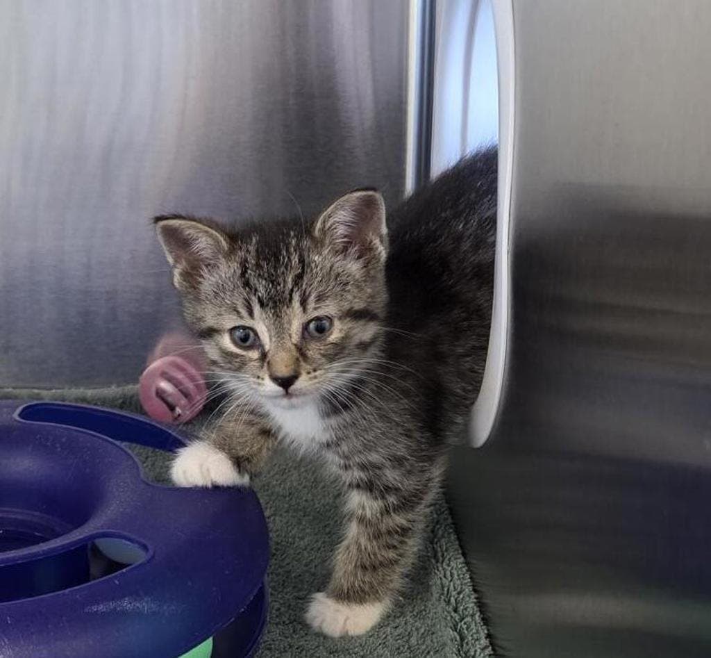 Crackle - Domestic Short Hair cat available for adoption at Ontario SPCA (Toronto Area) in Ontario