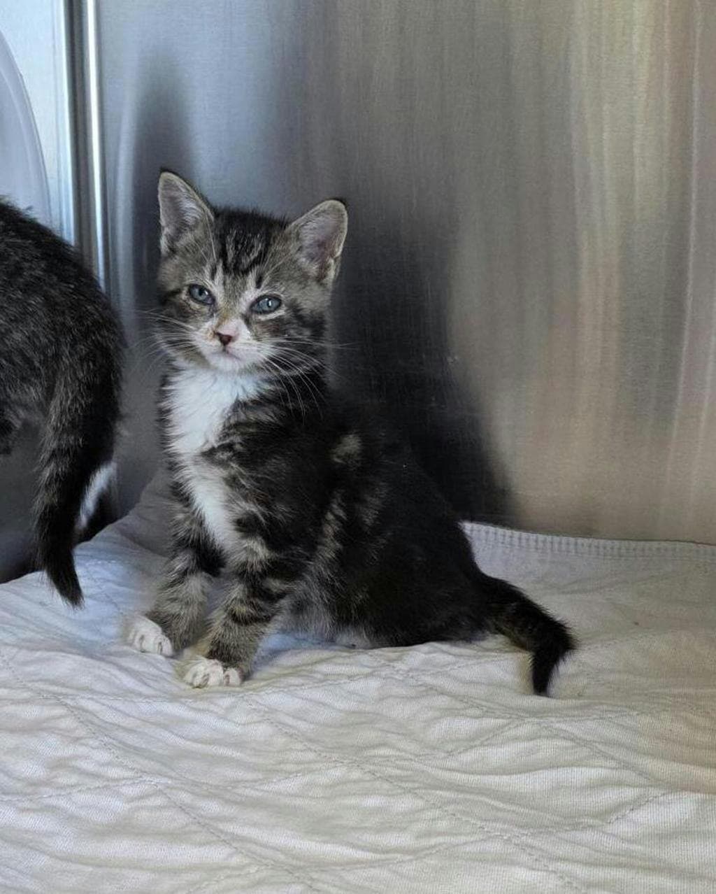 Snap - Domestic Short Hair cat available for adoption at Ontario SPCA (Toronto Area) in Ontario