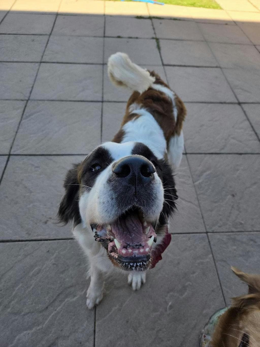 Primrose - Saint Bernard available for adoption at Ontario SPCA (Toronto Area) in Ontario