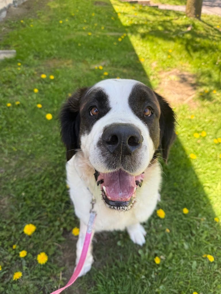 Primrose - Saint Bernard available for adoption at Ontario SPCA (Toronto Area) in Toronto