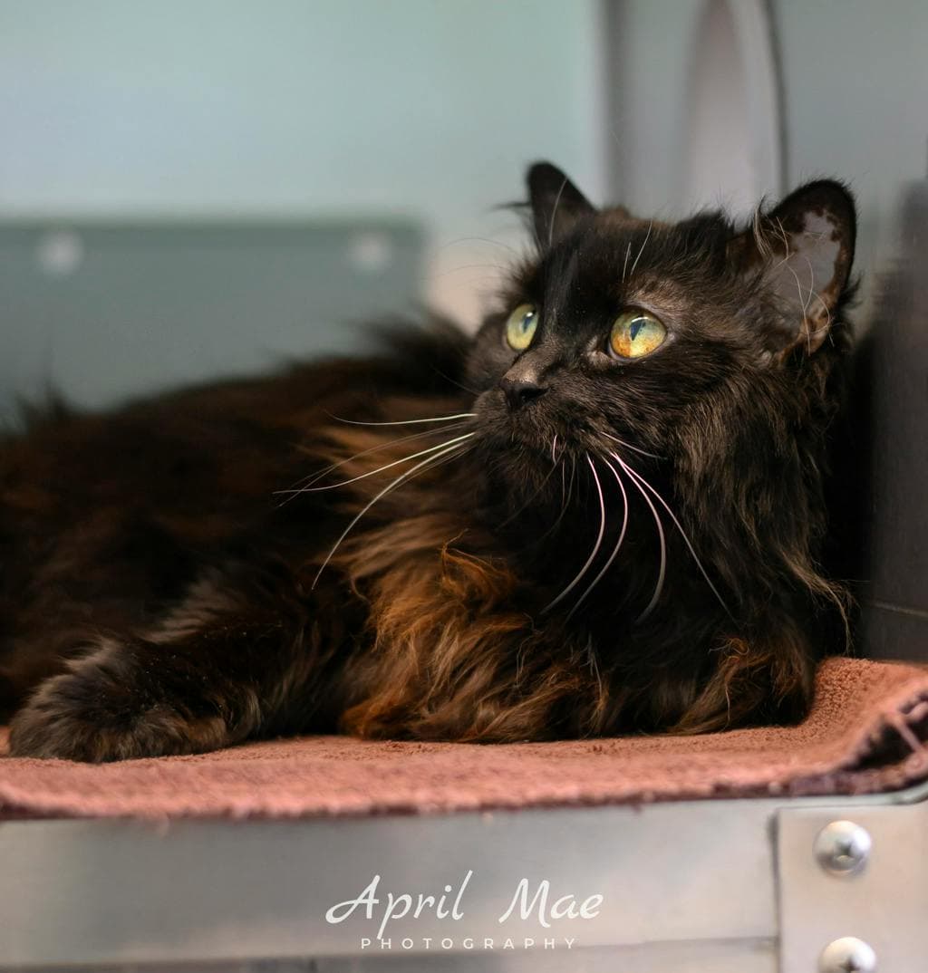 Blackberry - Domestic Short Hair cat available for adoption in Calgary