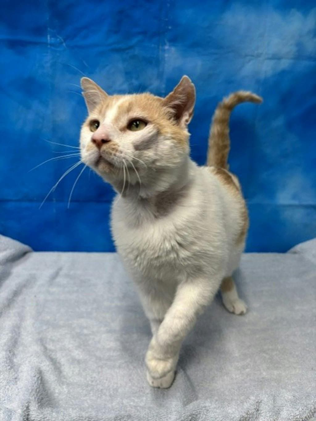 Herman - Domestic Short Hair cat available for adoption in Calgary