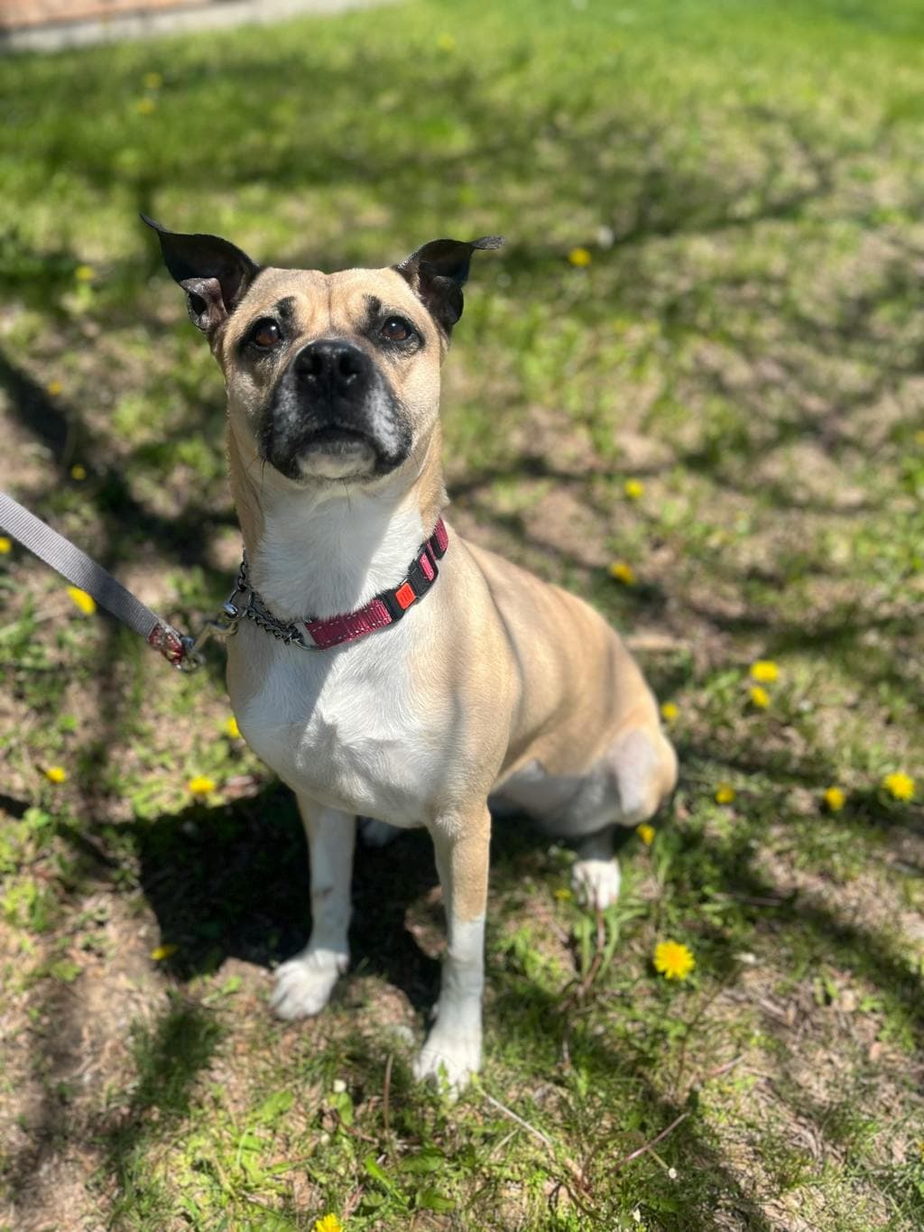 Bentley - Boxer available for adoption at Ontario SPCA (Central Ontario) in Ontario