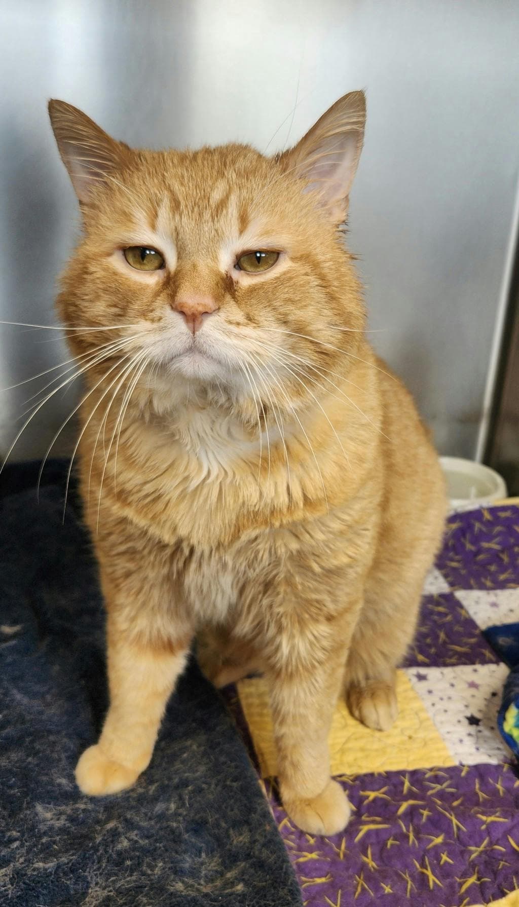 Cheetoh (petsmart) - Domestic Medium Hair cat available for adoption in Calgary