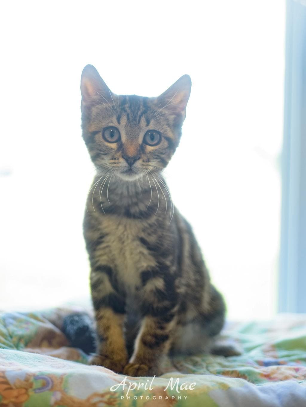 Infiniti - Domestic Short Hair cat available for adoption at Ontario SPCA (Central Ontario) in Toronto