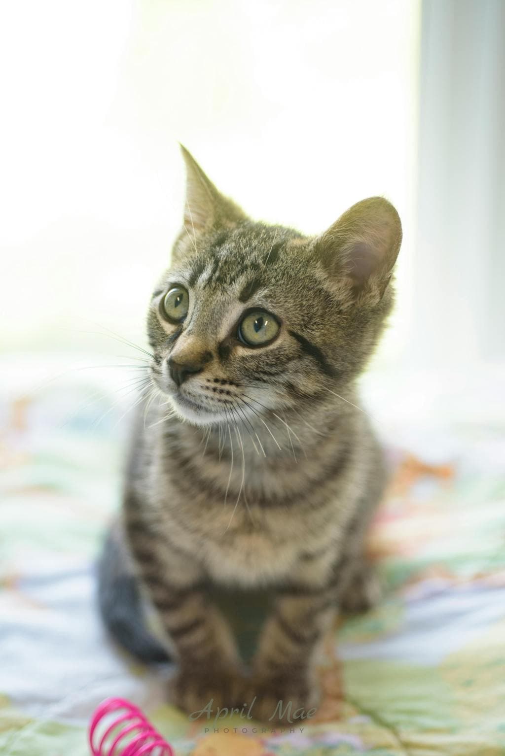 Dodge - Domestic Short Hair available for adoption
