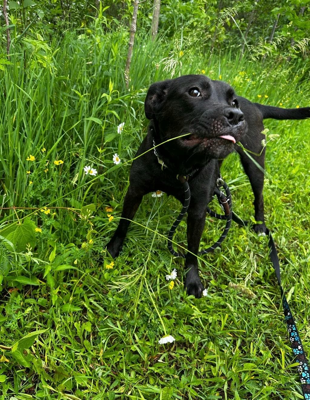 Shadow - Labrador available for adoption