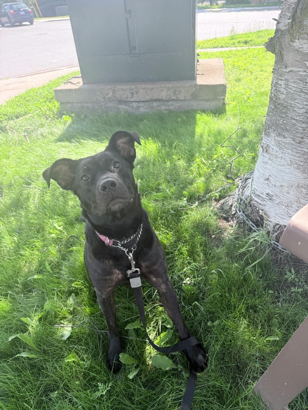 Shadow - Labrador available for adoption at Ontario SPCA & Humane Society in Barrie