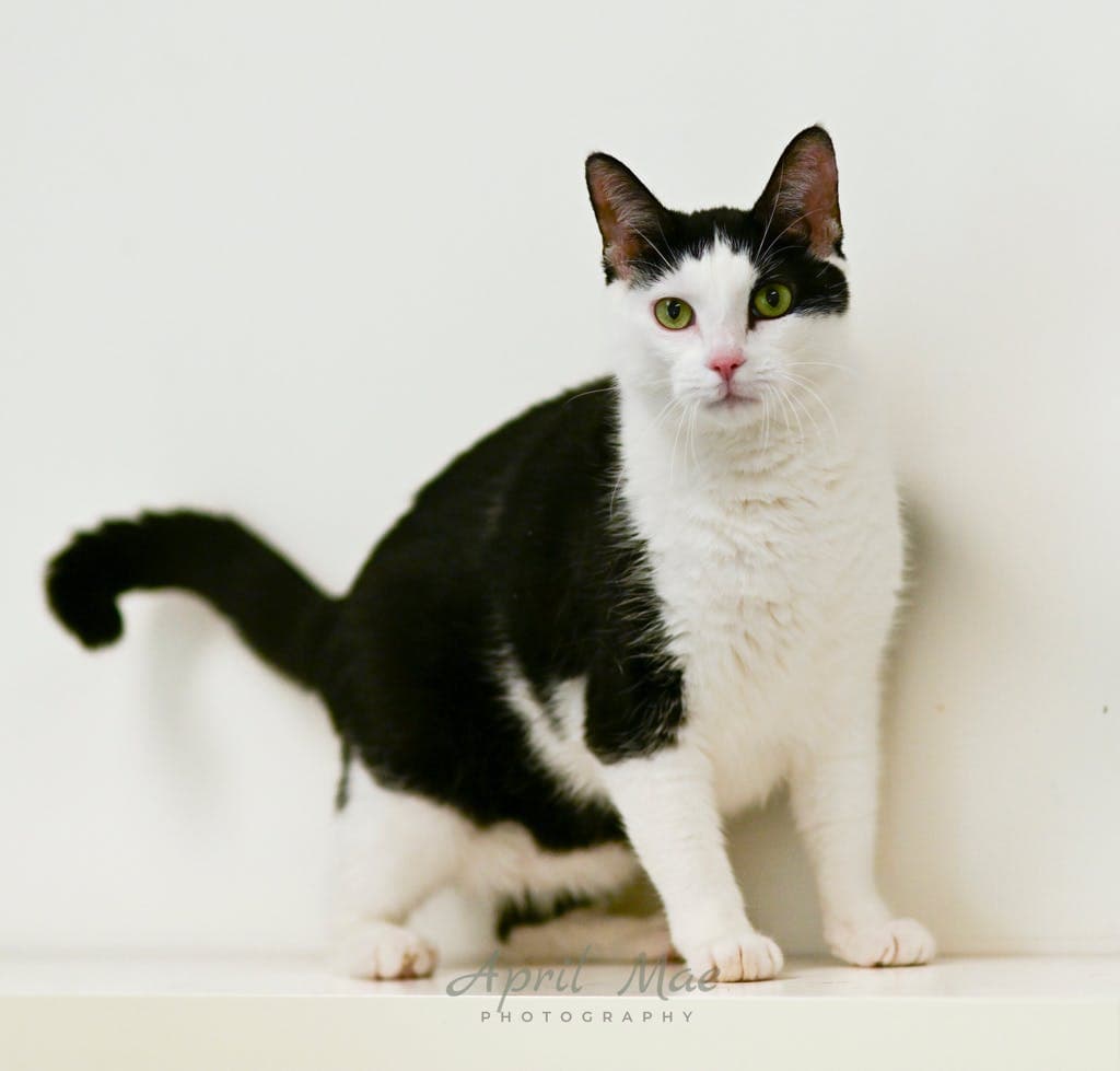 Bad Boy - Domestic Short Hair available for adoption