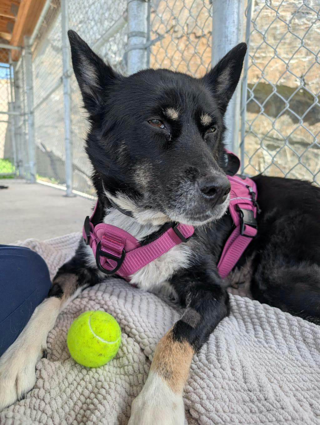 Ranata - Akita available for adoption at Ontario SPCA & Humane Society in Sudbury