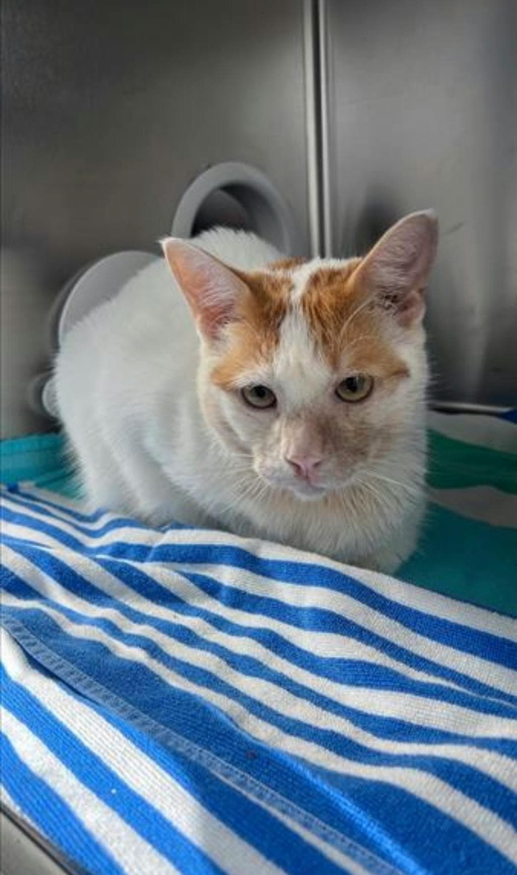 Milo - Domestic Short Hair cat available for adoption at Ontario SPCA (Toronto Area) in Ontario