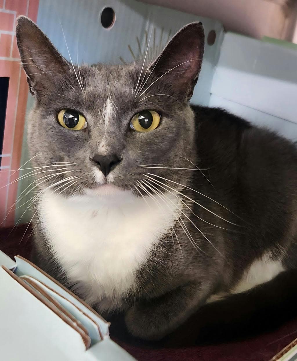 Pearl (petsmart) - Domestic Short Hair cat available for adoption at Ontario SPCA (Ottawa Area) in Ottawa