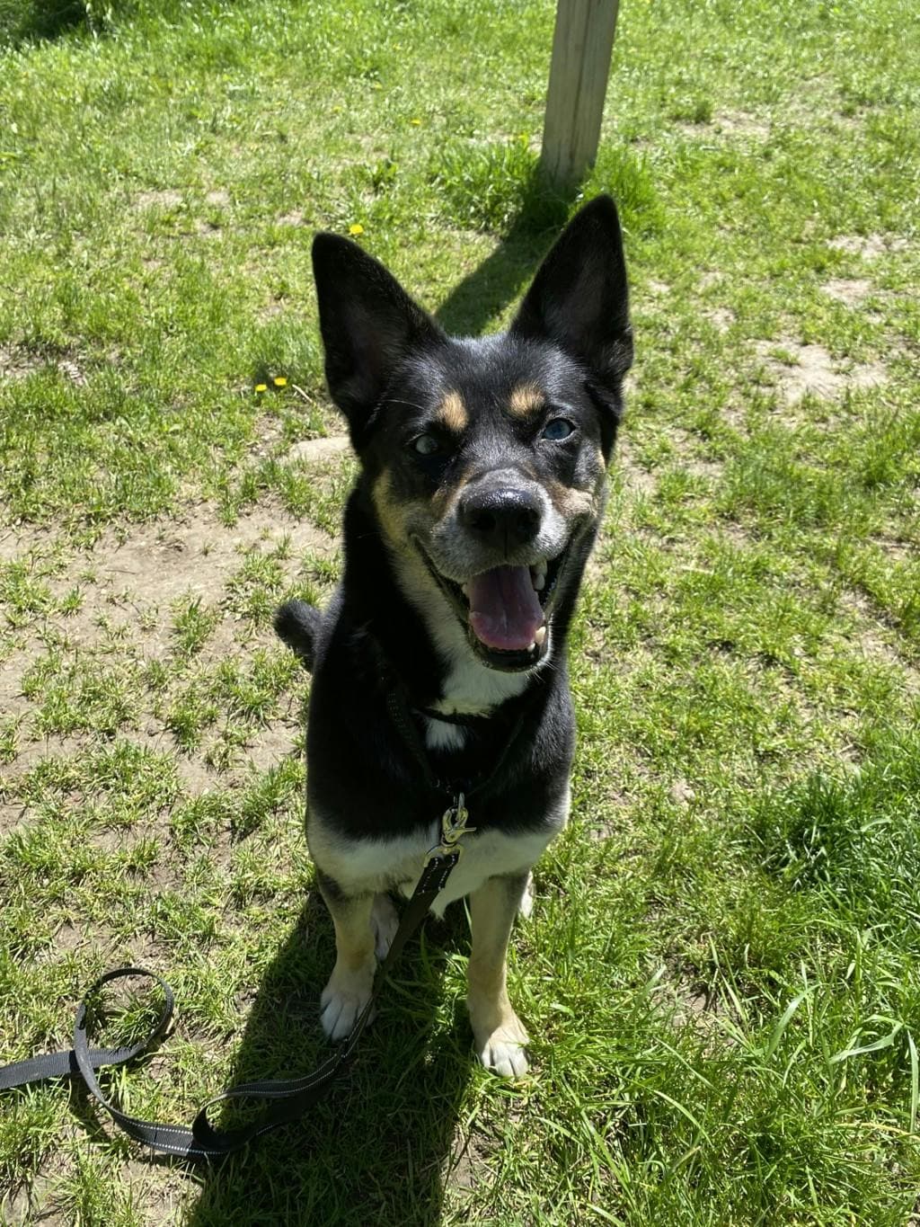 Nalu - Husky Mixed available for adoption at Ontario SPCA (Ottawa Area) in Ottawa