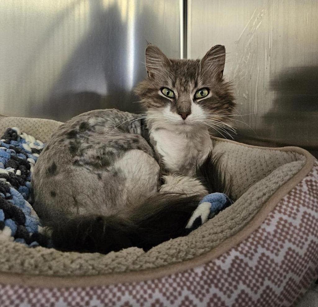 Grisou - Domestic Longhair cat available for adoption at Ontario SPCA (Ottawa Area) in Ontario