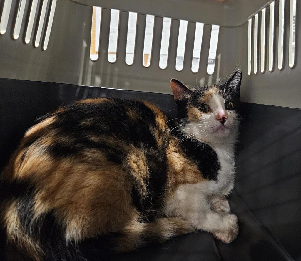 Agnes - Domestic Short Hair cat available for adoption at Ontario SPCA (Ottawa Area) in Ontario