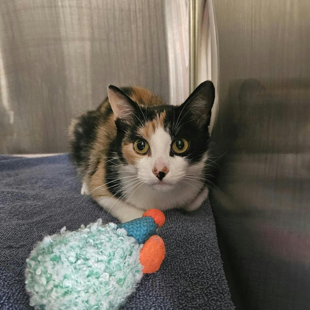 Agnes - Domestic Short Hair cat available for adoption at Ontario SPCA & Humane Society in Pembroke