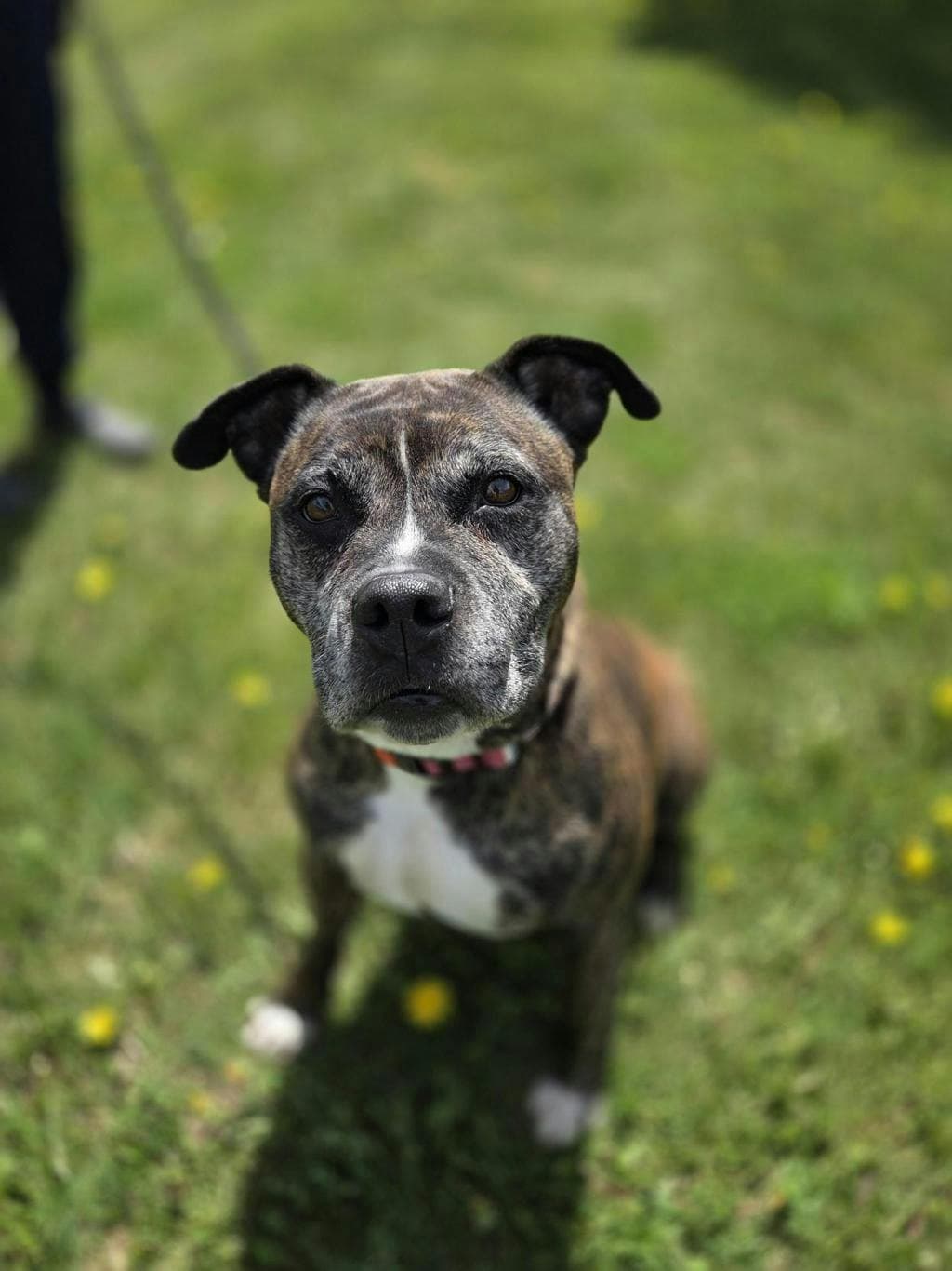 Franny - American Bulldog available for adoption at Ontario SPCA (Toronto Area) in Ontario