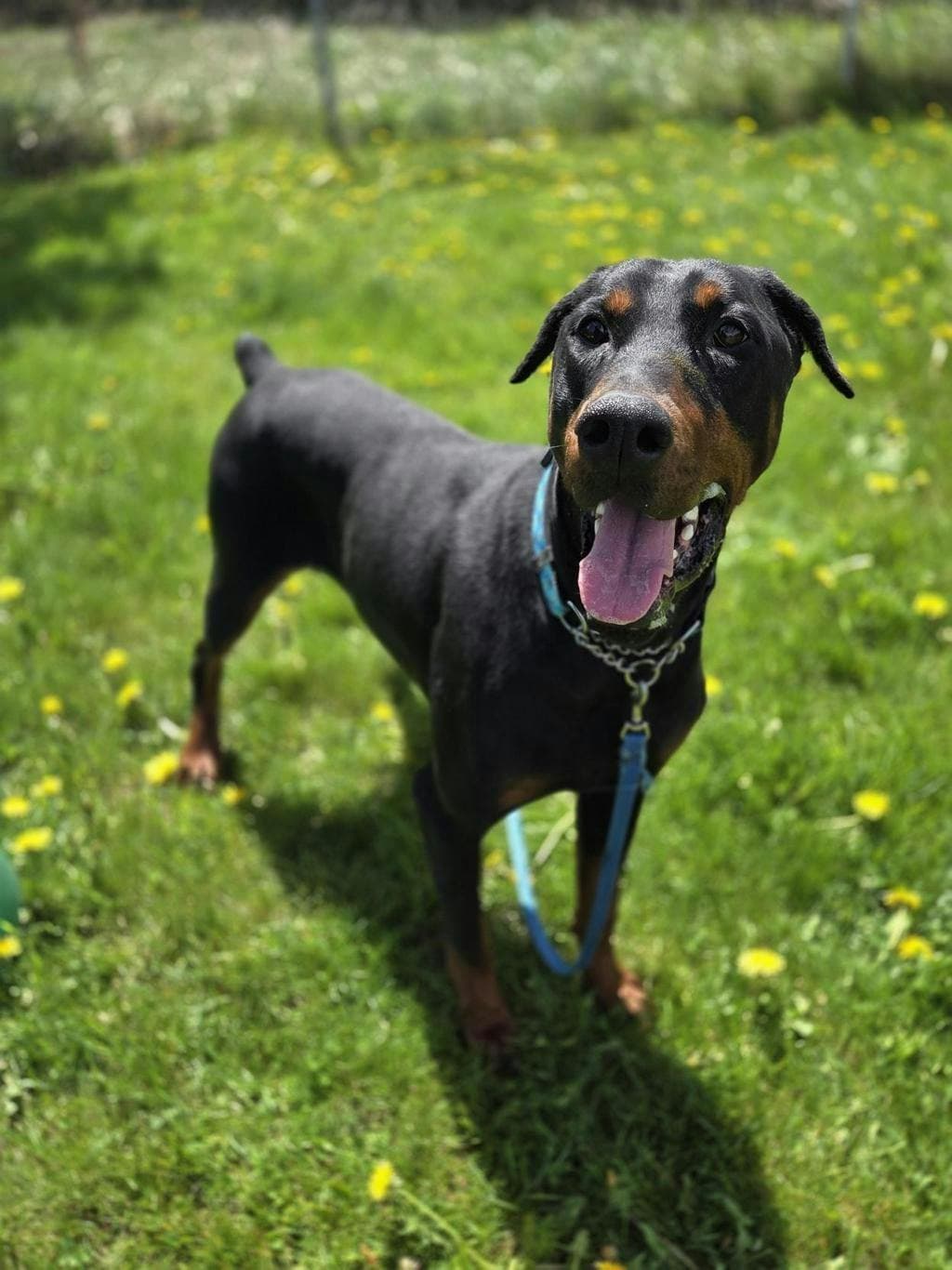 Ferb - Doberman available for adoption at Ontario SPCA (Toronto Area) in Toronto