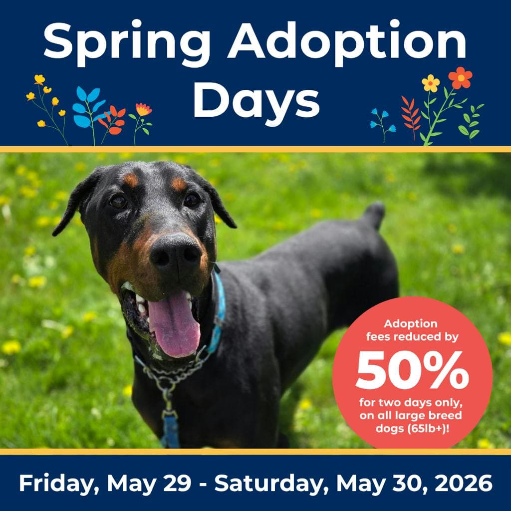 Ferb - Doberman available for adoption at Ontario SPCA (Toronto Area) in Ontario