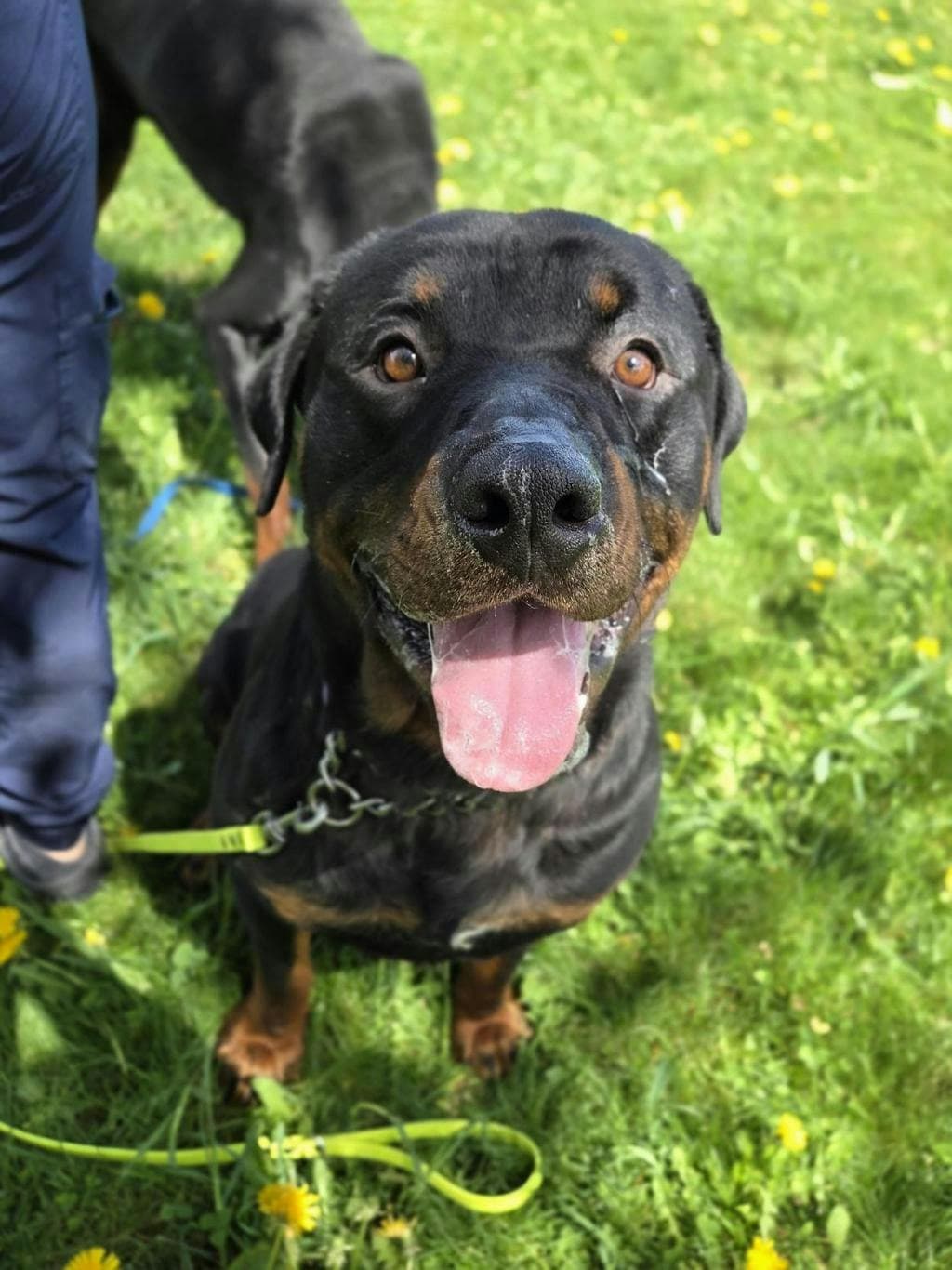 Phineas - Rottweiler available for adoption at Ontario SPCA (Toronto Area) in Ontario