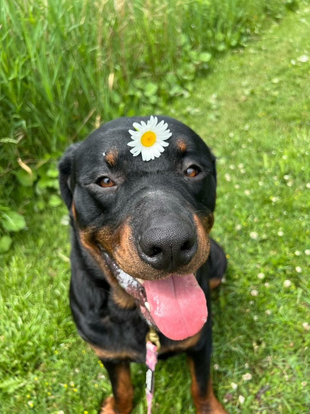 Phineas - Rottweiler available for adoption in Calgary