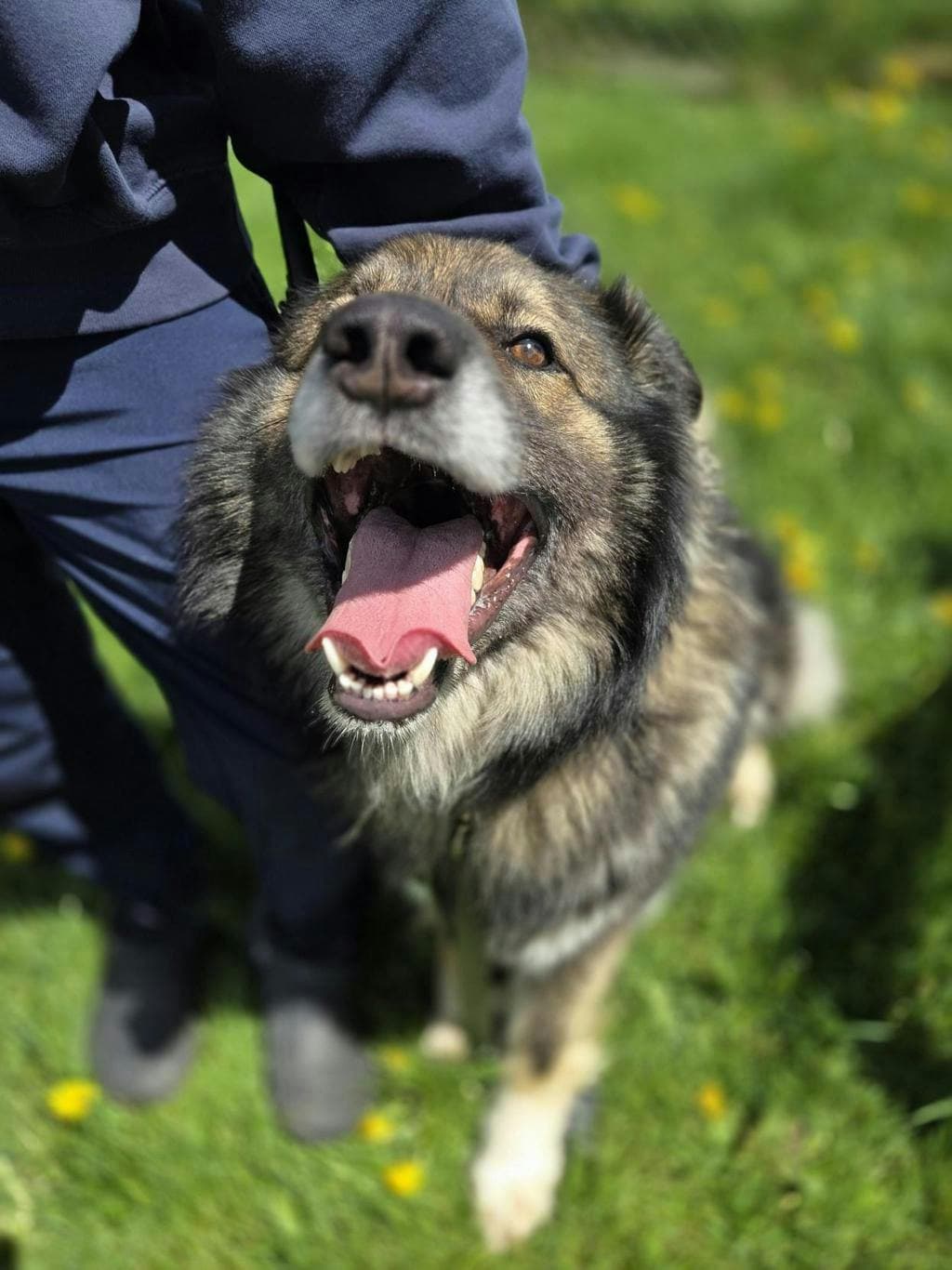 Spruce - Shepherd available for adoption at Ontario SPCA (Toronto Area) in Toronto