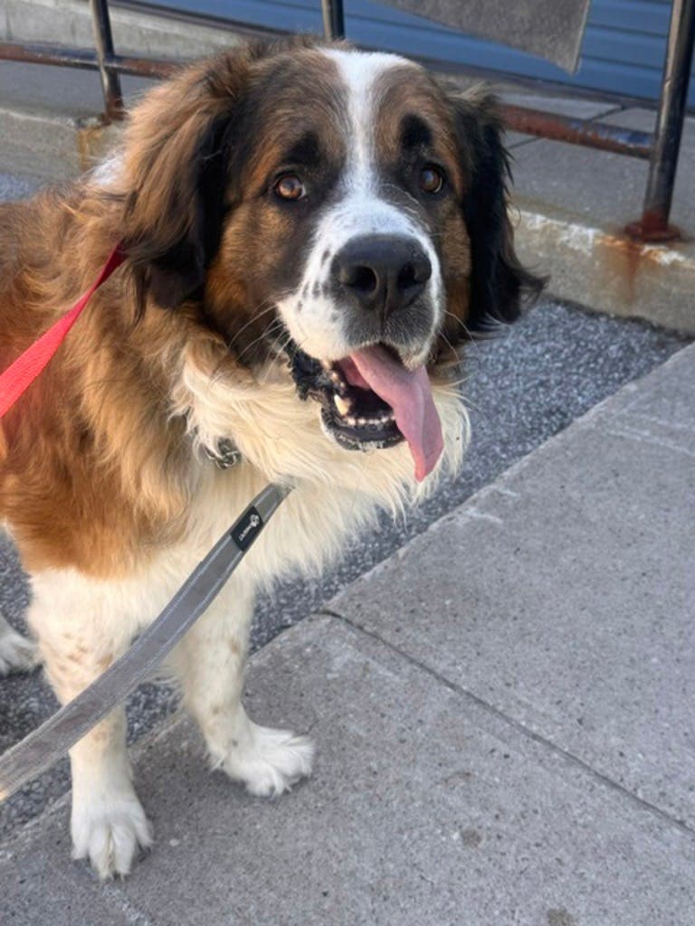 Zeus - Saint Bernard available for adoption at Ontario SPCA (Central Ontario) in Toronto