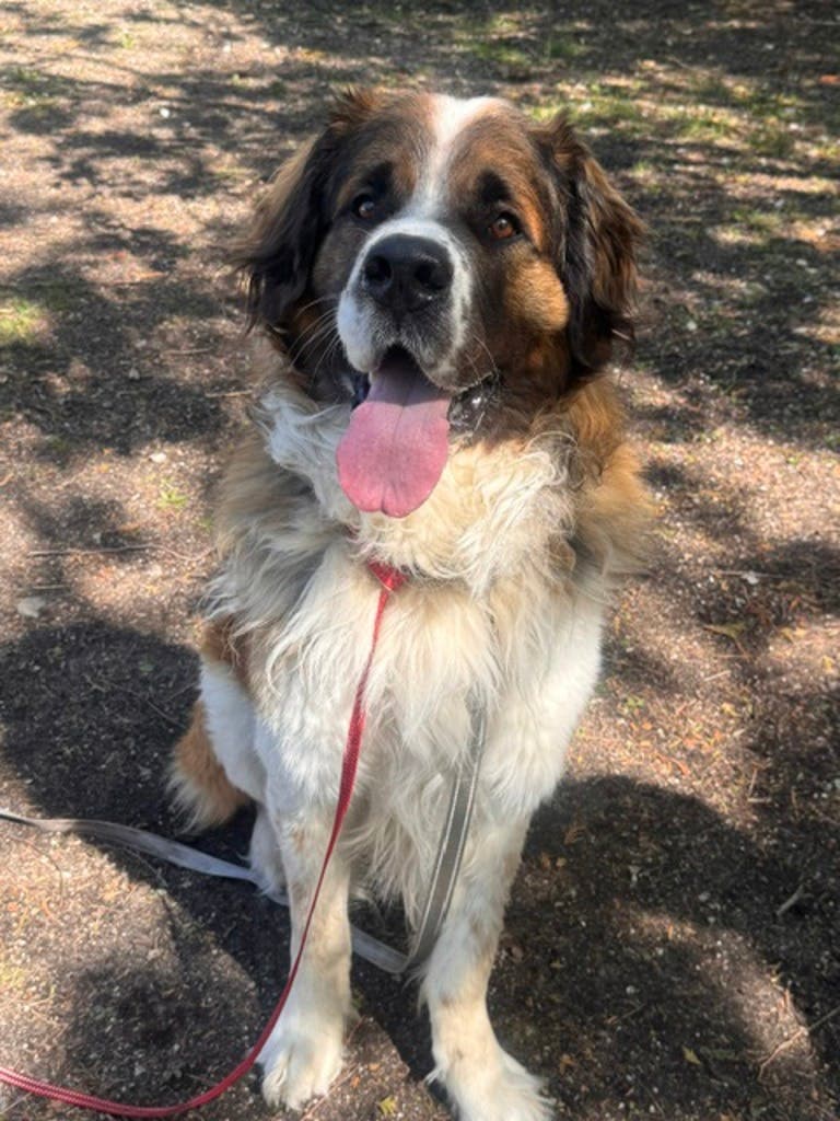 Zeus - Saint Bernard available for adoption in Ontario