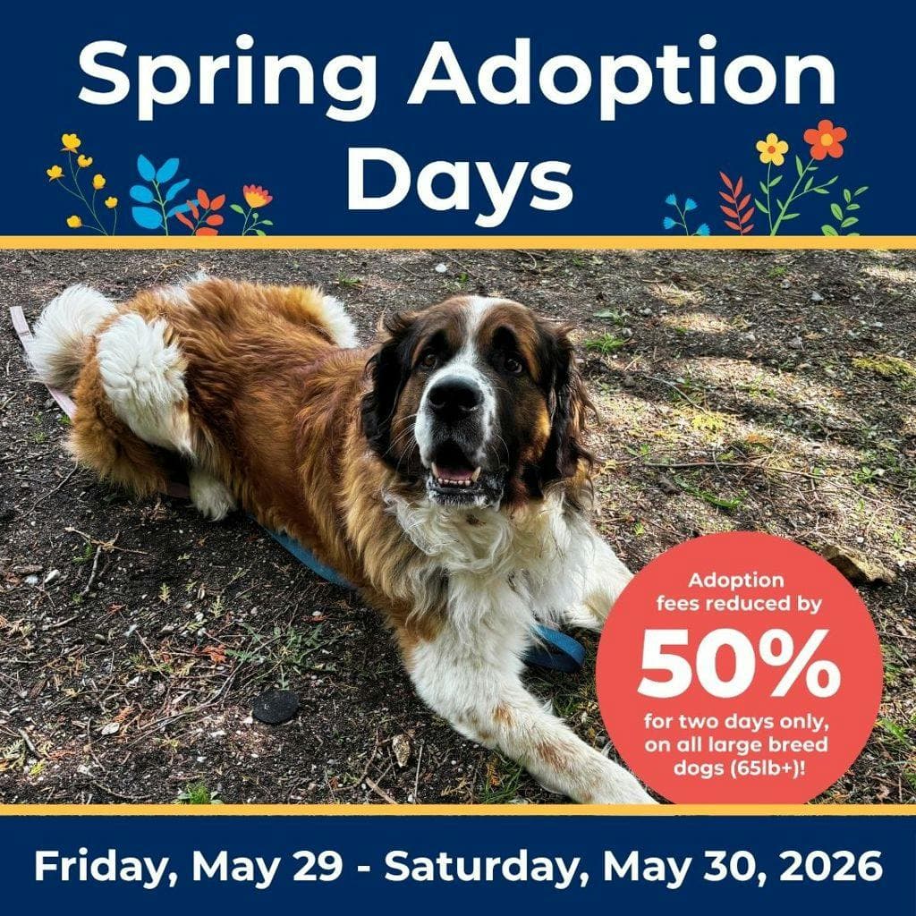 Zeus - Saint Bernard available for adoption at Ontario SPCA (Central Ontario) in Ontario