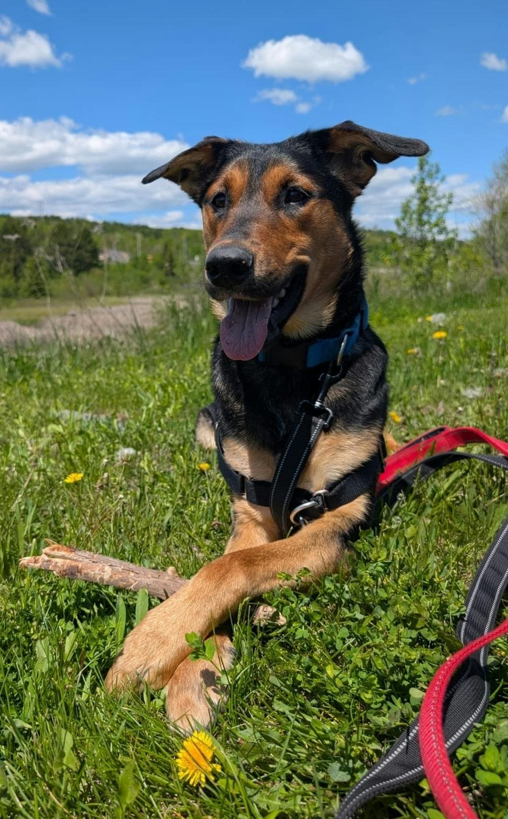 River - Shepherd available for adoption at Ontario SPCA (Central Ontario) in Toronto