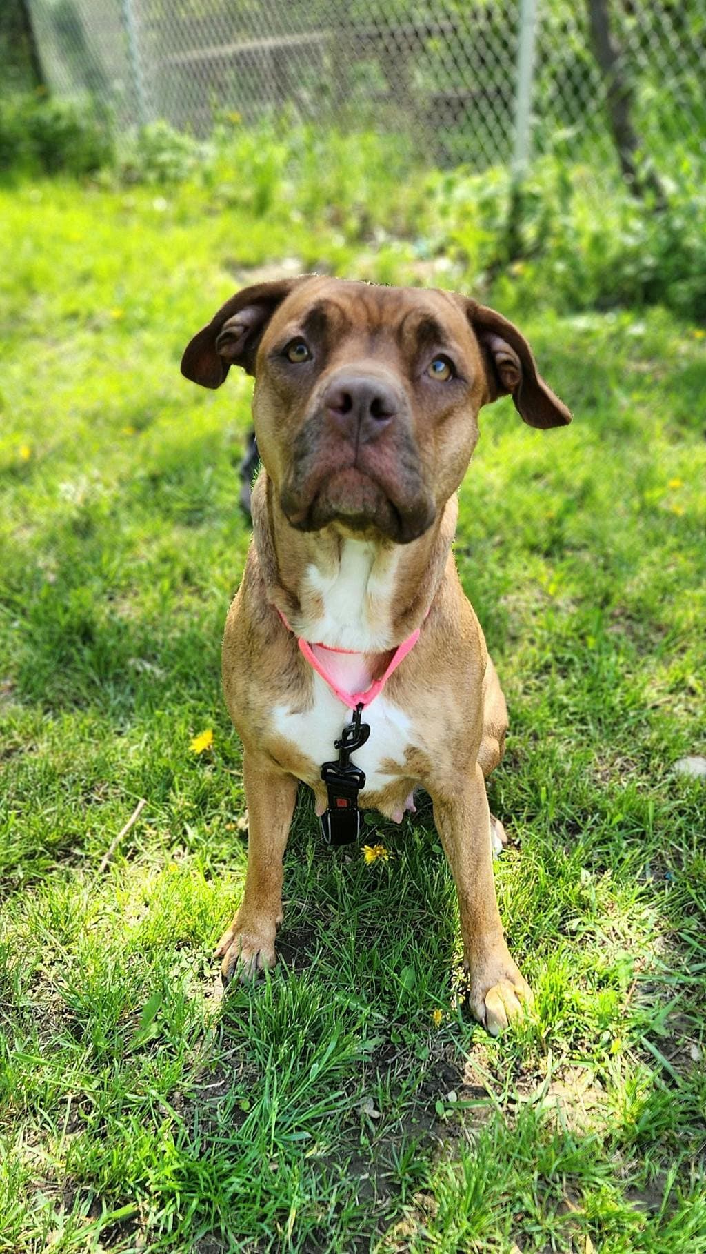 Evie - American Bulldog available for adoption at Ontario SPCA (Ottawa Area) in Ontario