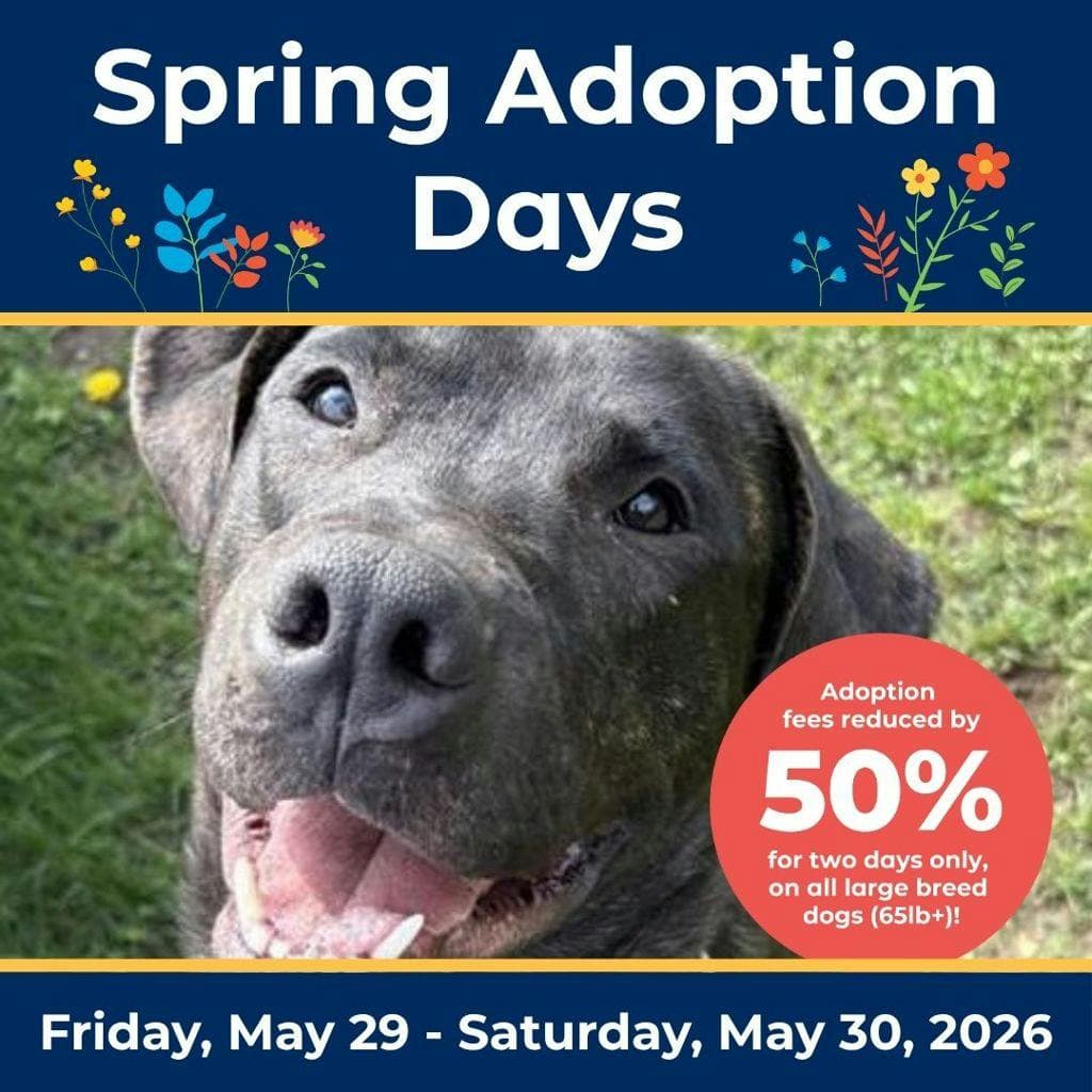 Roy - Mastiff available for adoption at Ontario SPCA (Central Ontario) in Ontario