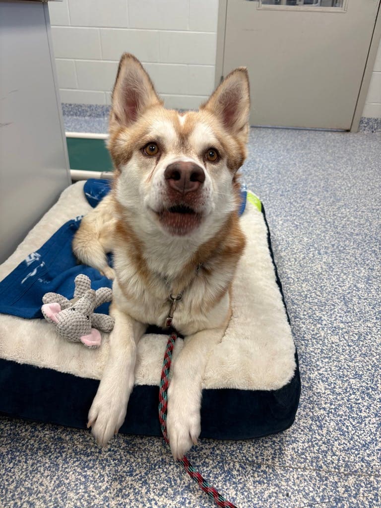 Frodo - Alaskan Malamute available for adoption at Ontario SPCA (Central Ontario) in Ontario